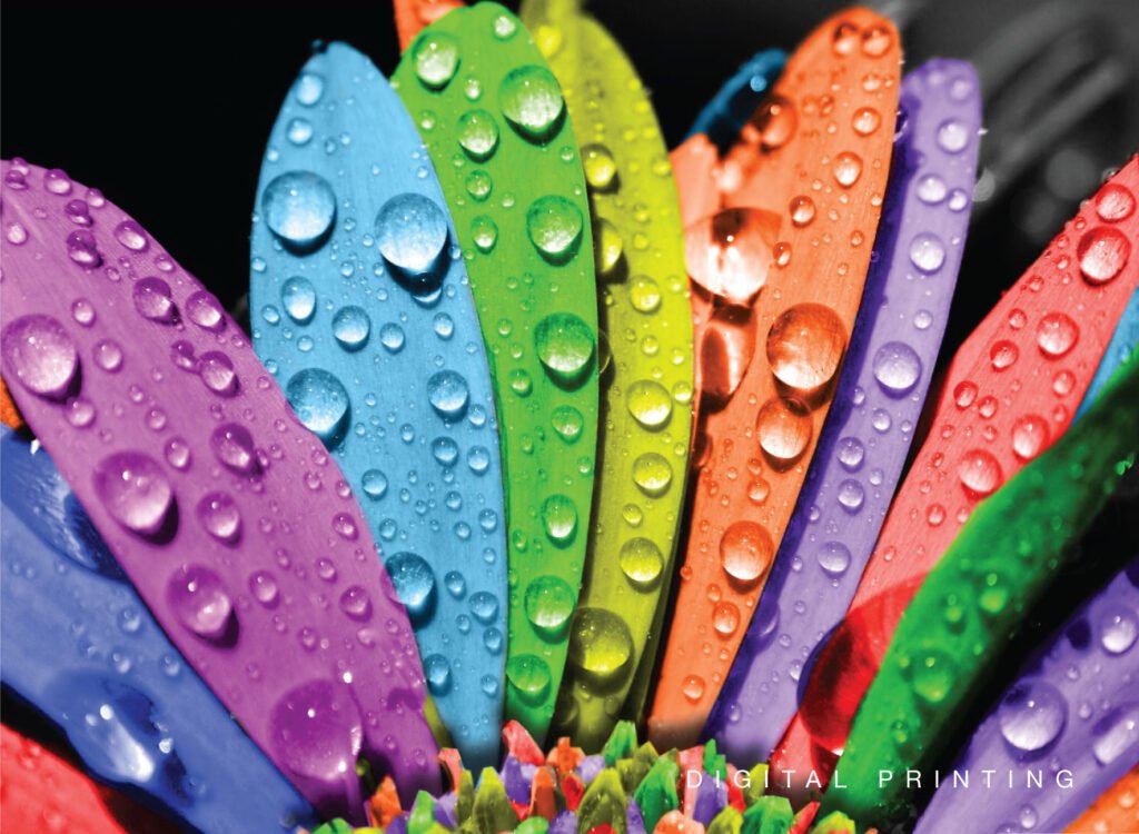 Beyond the Pixels colorful petals with HD water droplets and black background